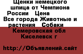 Щенки немецкого шпица от Чемпиона России › Цена ­ 50 000 - Все города Животные и растения » Собаки   . Кемеровская обл.,Киселевск г.